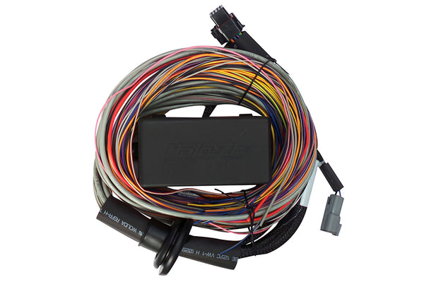 Haltech Elite 750 Premium Universal Wire-In Harness - 2.5m (8ft) - Bull Strap